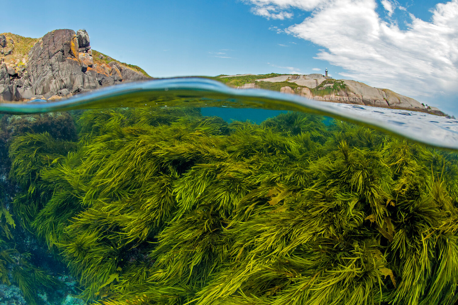 SeaTrees Unveils Marine Biodiversity Credits At COP16, Pioneering New ...